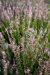 Purple, pink, violet heather shrubs in the green cold autumn garden or forest
