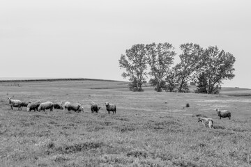 Old shepherd grazing his sheep in Turkey