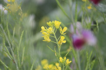 yellow flowers in the grass