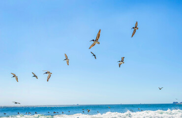 Fototapeta na wymiar Wild beautiful birds - pelicans fishing in the ocean with big waves beach Playa Flamingo in Guanacaste, Costa Rica. Central America.
