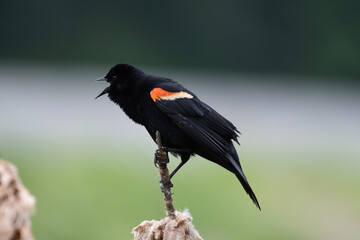 Red-winged blackbird calling