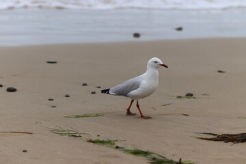 Fototapeta premium seagull on the beach