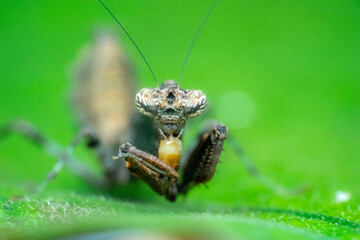 praying mantis on green leaf