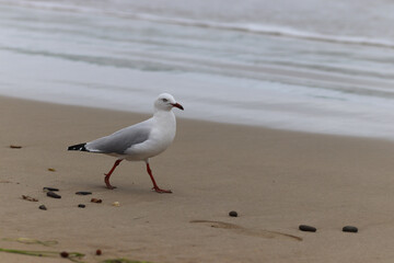 seagull on the beach