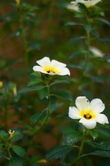 flowers in the garden