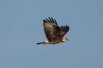 Female Snail Kite in Flight 