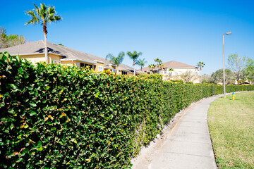 Naklejka premium Green Ivy wall of a Florida community 