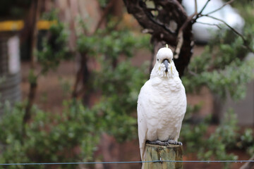 african grey parrot