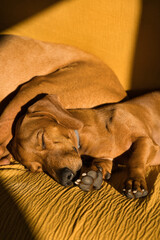 beautiful dog of the dachshund breed, also called teckel, Viennese dog or sausage dog, napping on the floor on a sports mat