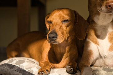 Beautiful purebred dachshund dog, also called teckel, Viennese dog or sausage dog, on a dog bed...
