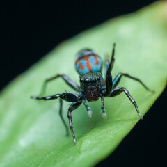 Fototapeta premium spider on leaf