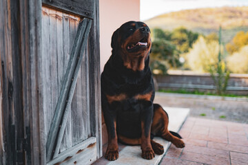 Black rottweiler dog with sad eyes sitting near the wooden vintage doors of private house, purebred domestic pet guarding private territory. Adorable watchdog resting outdoors