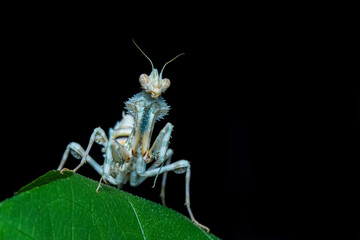 praying mantis on black background