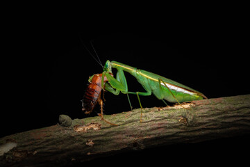 a bug