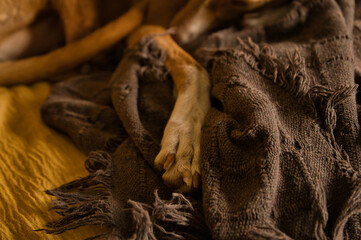 paws of a dog poking out of the blanket