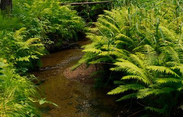 A spring in the forest surrounded by green ferns. Coniferous forest. Summer forest background.