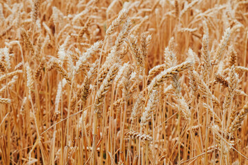 golden wheat field