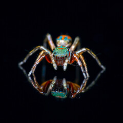 spider on a black background