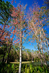 Fototapeta premium Colorful winter tree leaf in Florida