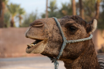 Camel with ugly teeth