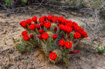 Known commonly as the hedgehog cactus (Echinocereus sp.), east Utah