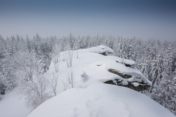 snow covered trees