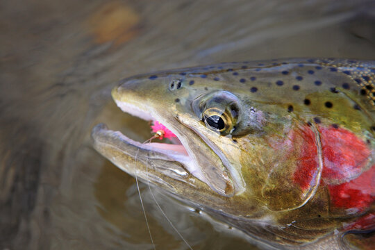 freshly caught steelhead trout with pink fly lure in mouth closeup