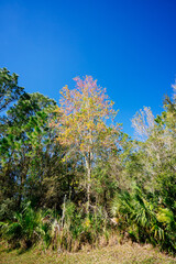 Colorful winter tree leaf in Florida	