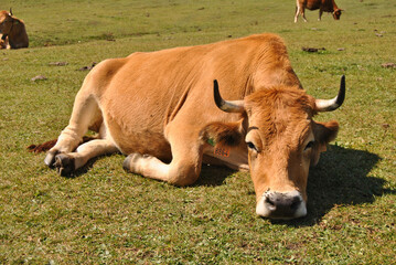 cow on the green grass. In the lakes of Covadonga, located in Asturias, Spain,