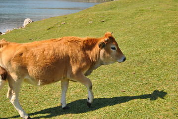 cow on the background of the sky and green grass. In the lakes of Covadonga, located in Asturias, Spain,