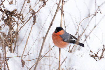 Colorful male Eurasian bullfinch, Pyrrhula pyrrhula perched on a small twig during a winter day in Estonia. 