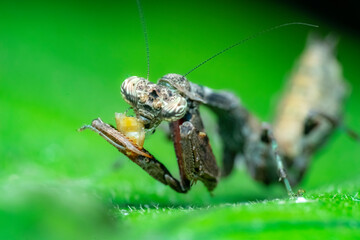 grasshopper on the grass