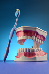 Dental Teeth Display