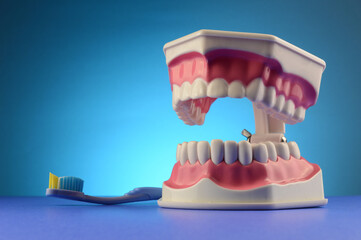 Dental Teth Display