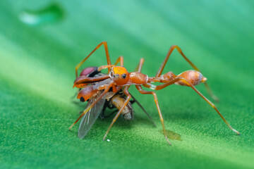 ant on leaf