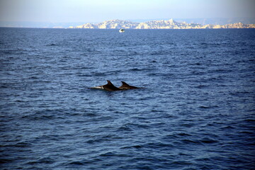 Fototapeta premium Pair of dolphins swimming in the blue Mediterranean sea, with islands in the background
