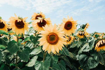 sunflowers in the garden