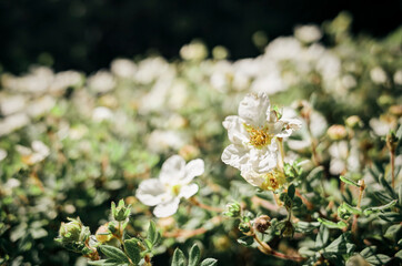 flowers in the forest