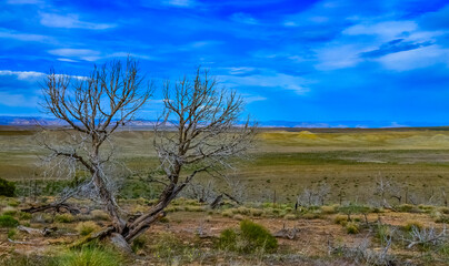 Fototapeta na wymiar Solitary drought tolerant trees, desert plants, and cacti in a natural hillside landscape in Utah, US
