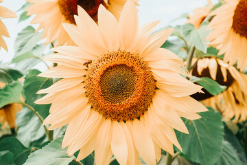sunflower