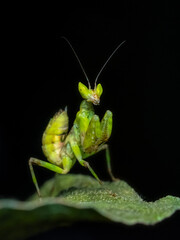 green praying mantis