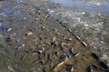 Many fresh fish are waiting to be harvested in the fish pond