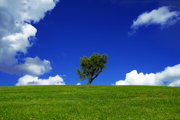 green grass and blue sky, green field and blue sky