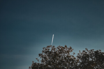 tree at night with plane