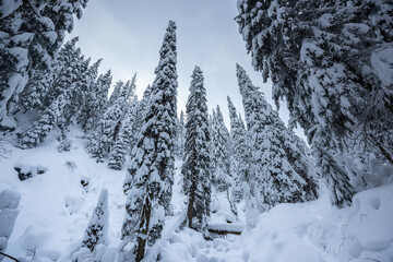 snow covered trees