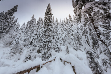 snow covered trees in the forest