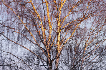 Fototapeta na wymiar European white birch, Betula pendula treetop during a late winter sunset in Estonia, Northern Europe. 