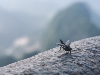 China