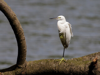 little egret bird standing on one leg