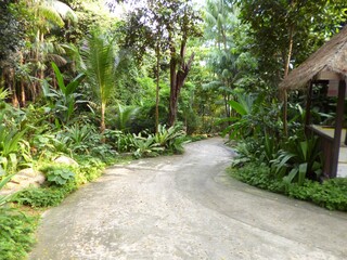 Weg im Dschungel 